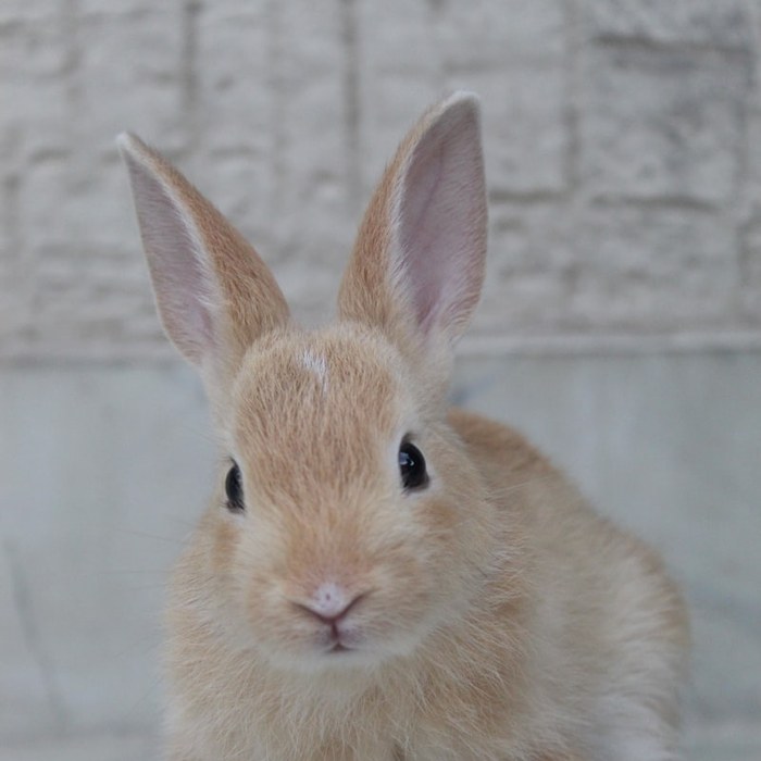 きなこ