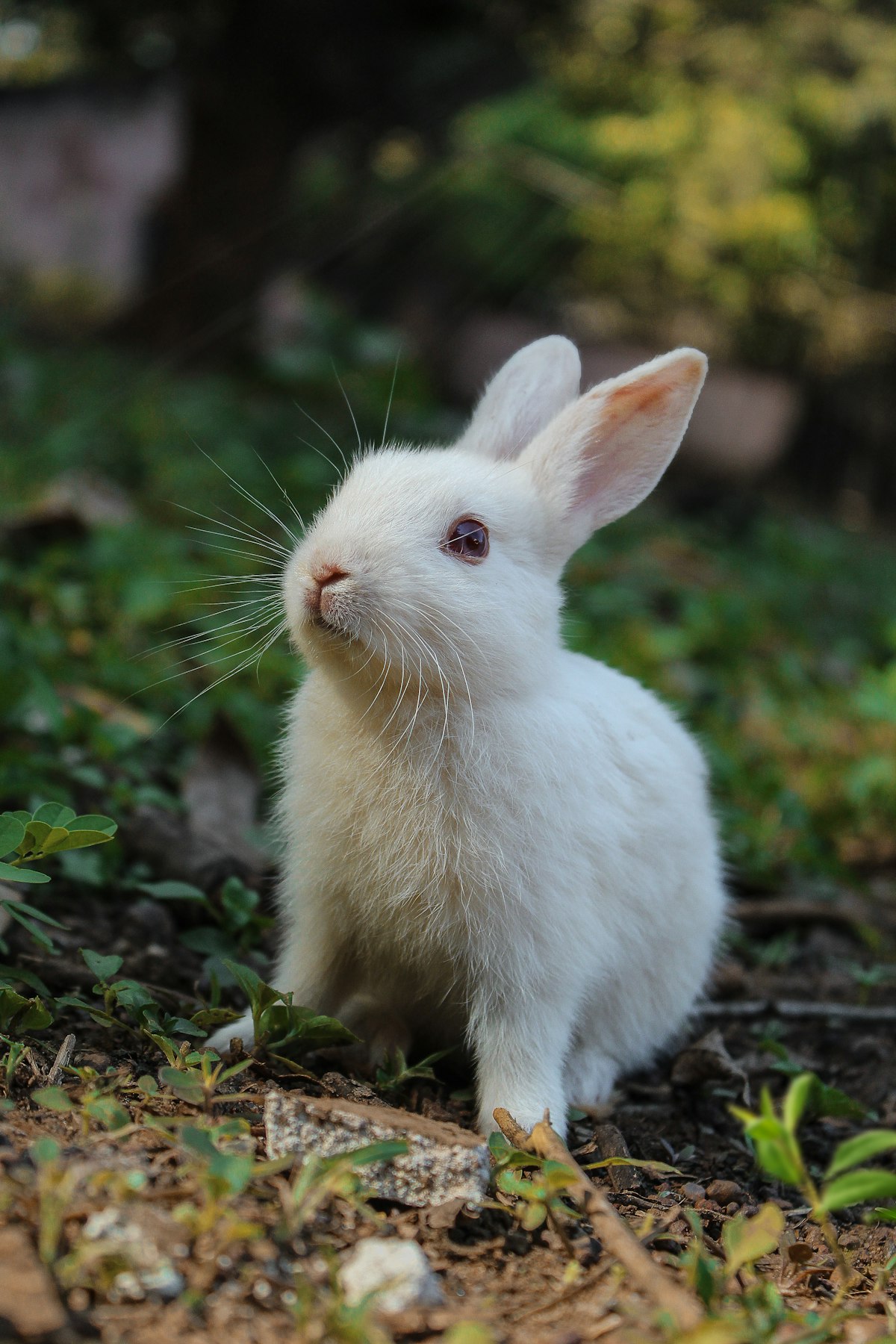 くつろぐうさぎ